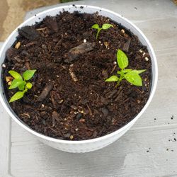 Red Bell Pepper Plants 