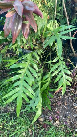 Plantas