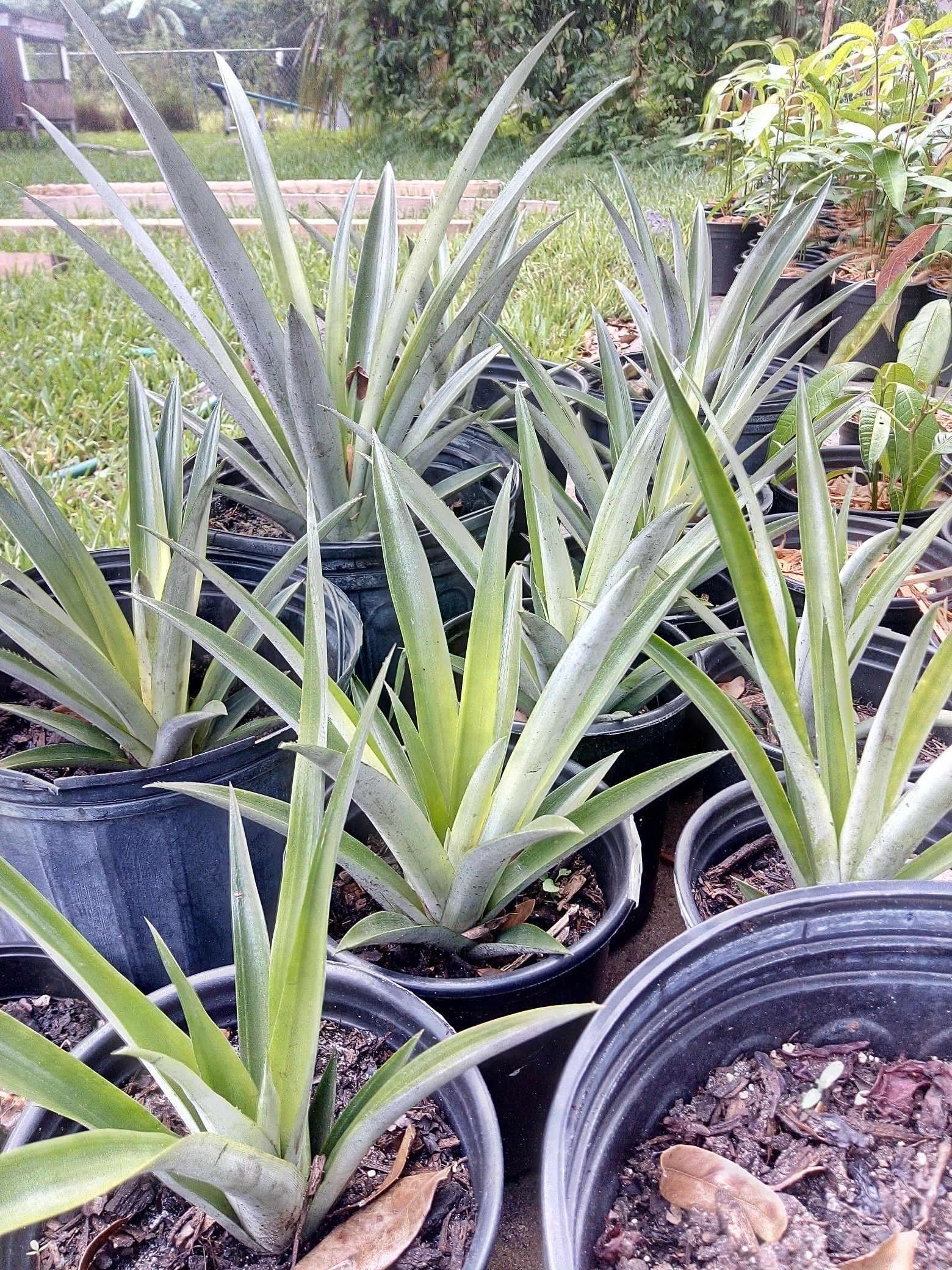 Pineapple plants ($4)