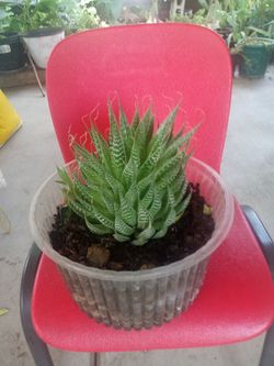 suculeta