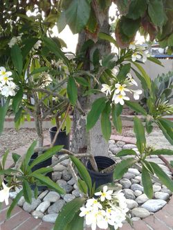 Plumeria flower plant