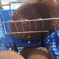 Jackfruit 