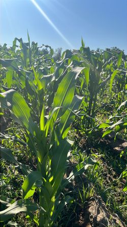 Hijas de milpa a la venta $3.50 la docena.