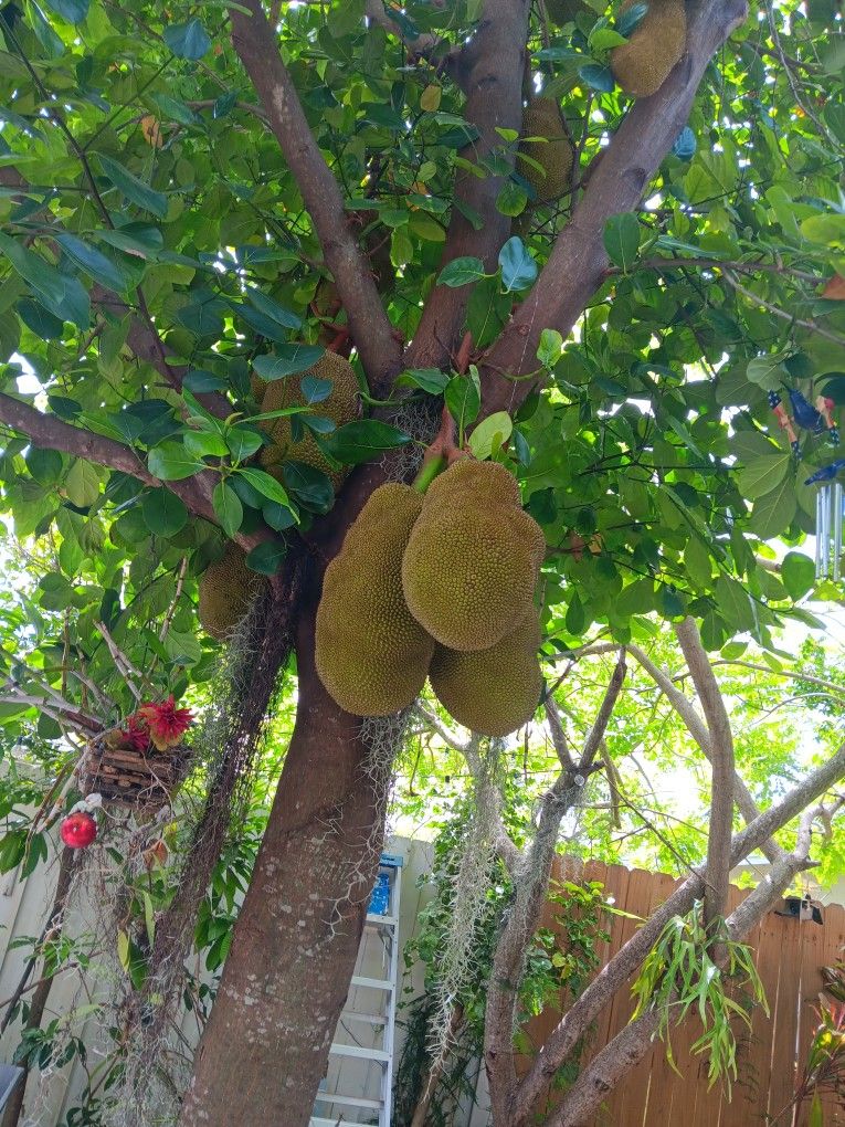 Jack Fruit For Zale