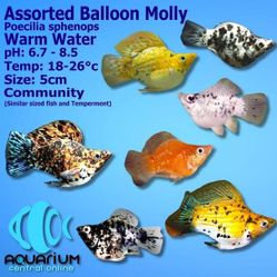 Balloon Mollys