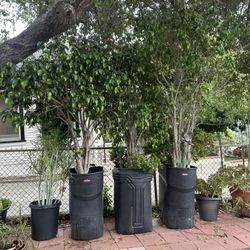 Plant sale, everything must go