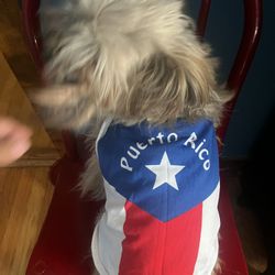 Viva Puerto Rico Dog Gear