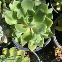 Succulent On Sale 4 In Pot For$3 