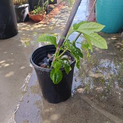 Passion fruit (5 gallons )