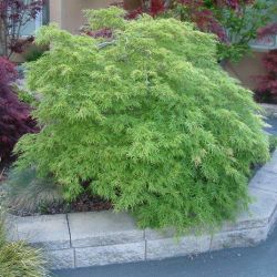 ‘Green Hornet’ laceleaf Japanese maple tree —