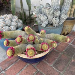 Cactus in navy blue pot.         Succulents aloe agave euphorbia