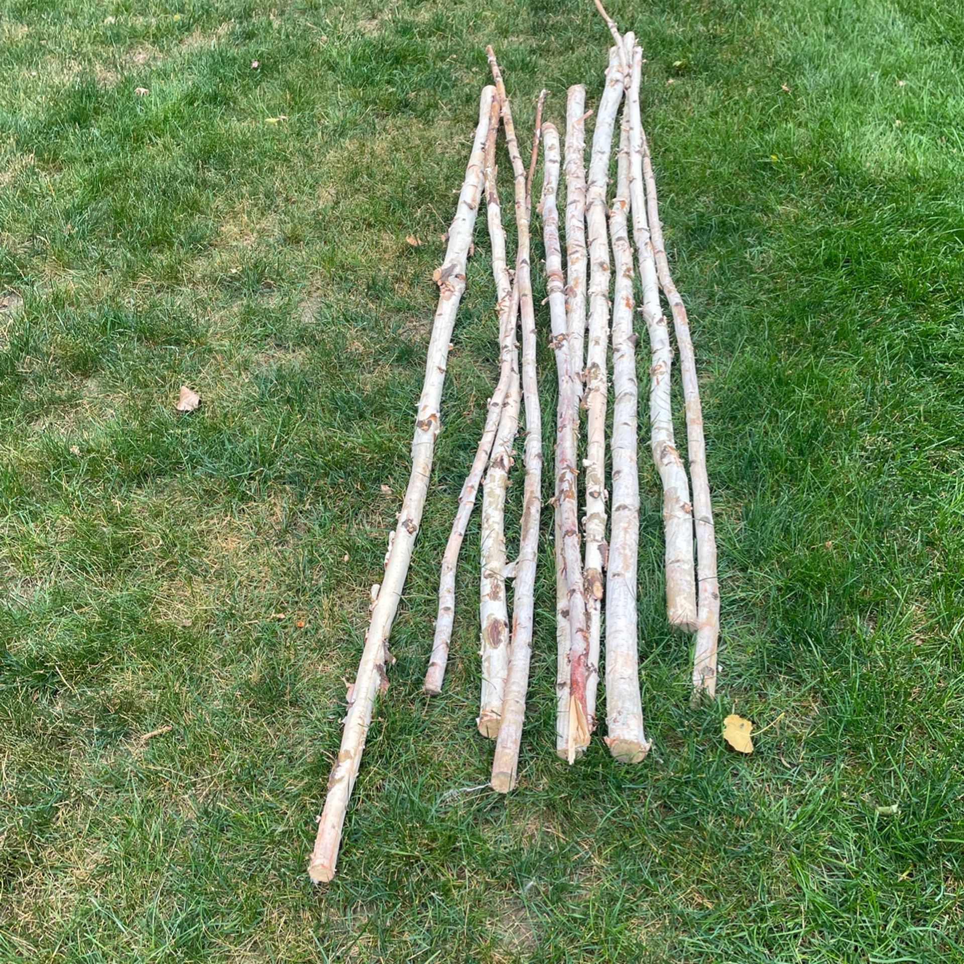 Birch 