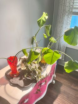 Monstera Propagations (rooted)