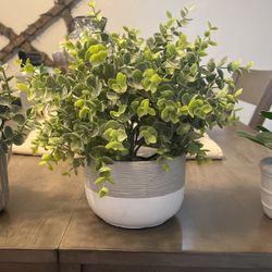 4 Small Potted Plants 