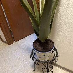 Aloe Vera Plant 