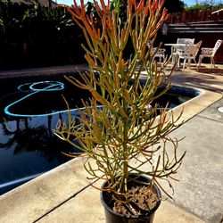 Fire Stick Suculent Cactus Plant 