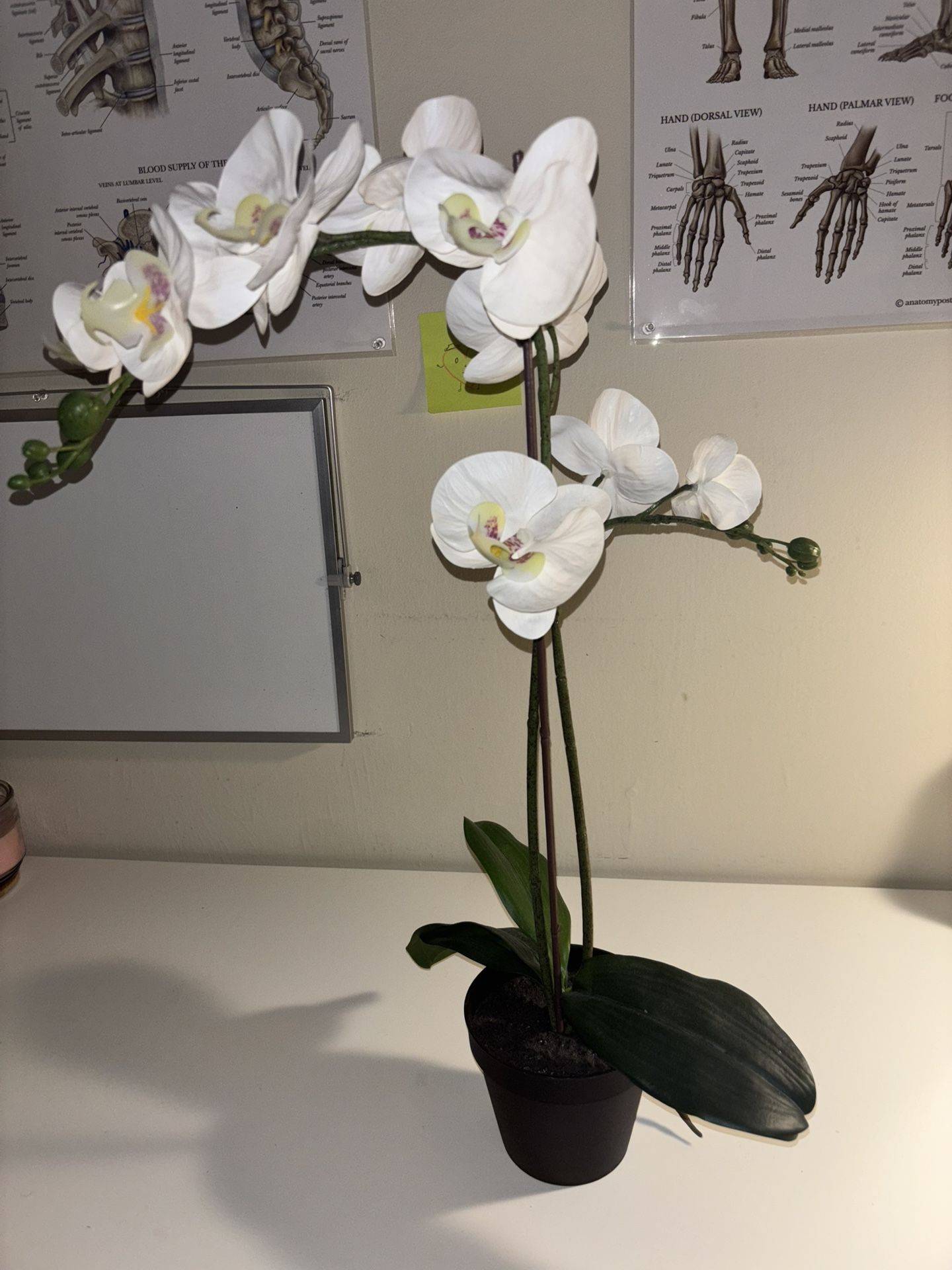 Fake Orchid Plant