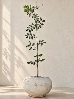 ‘Rare’ Delonix Pumila (Planter Included) #Q12 ‘Local LA Seller’