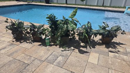 Five Artificial Plants