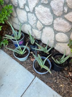 Aloe Vera plants $5 each