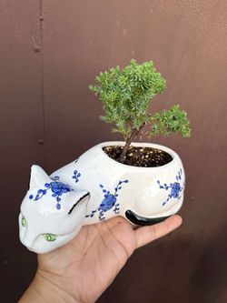 japanese juniper bonsai