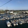 Colt