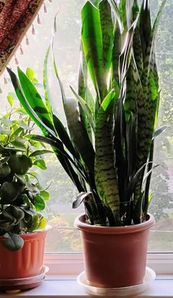 5 CUTTINGS:  Sansevieria/Snake Plant