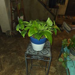 Healthy Pothos In New 7in Tall Ceramic Pot 