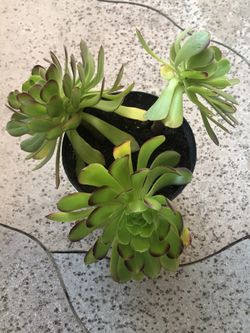 Succulent