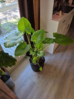 Large Alocasia Odora Night Scented Lily