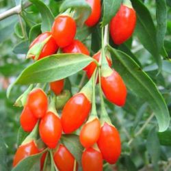 Wolfberry Berry Goji Berry Seedling Live Plant Tree (Lycium barbarum) - Lycium 1 Gallon Free Black Eyed Susan Plant