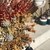 Succulent Emporium