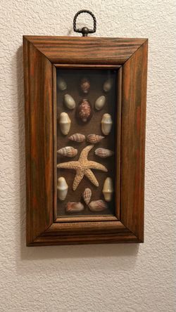 Framed Sea Shells