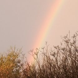 🌈 Rainbow for sale