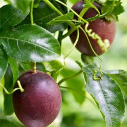 Passion Fruit Starter Plants. Pick Up In Millbrae