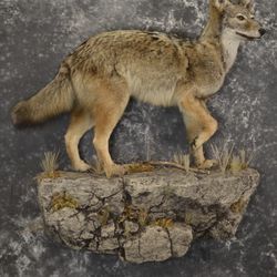 Coyote Taxidermy 