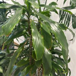 Dracaena Plant Indoor/Outdoor