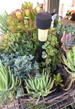 Medium sized succulent and cactus garden in woven basket