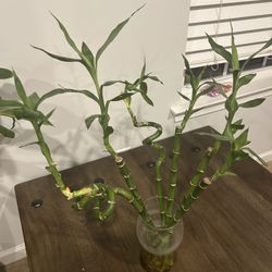 Bamboo Plant 