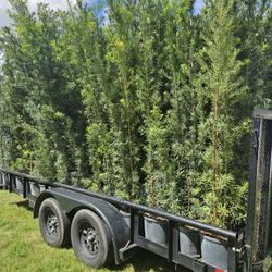 podocarpus  over 7 feet tall Instant Privacy Hedge For Fence Green Full Ready for planting