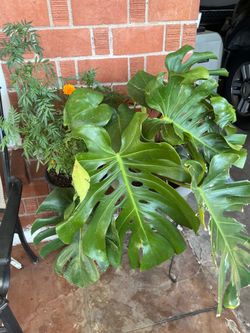 Part two of the nice selection and many to choose from plants