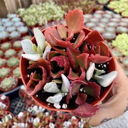 Kalanchoe Succulent Mix 