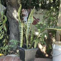SNAKE PLANT 
