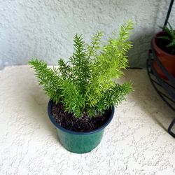 Foxtail  fern plant