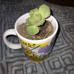 Echeveria Pla T