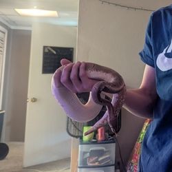 Python