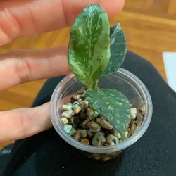 Hiya Lacunosa Zebra Skin 