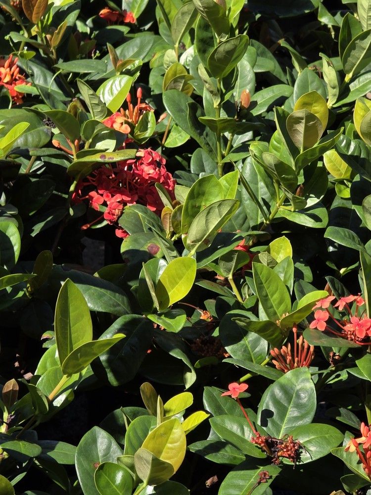 Ixoras Oranges In Yellow 1gallon