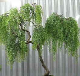 Rare Weeping Willow Bonsai from China Sapling