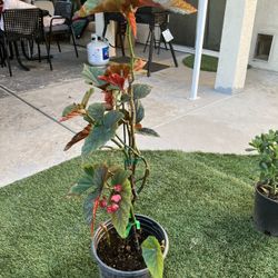 Angel Wings Plant 2 $15.00.    3  $20.00 Gallons 